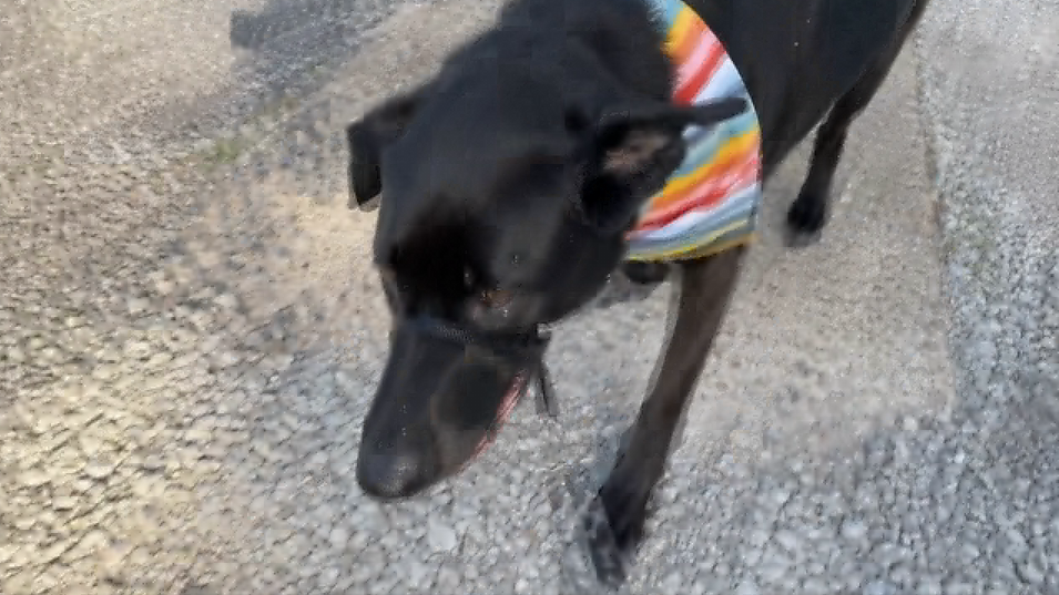 Hixson veterinarian provides safety tips for pets during extreme heat